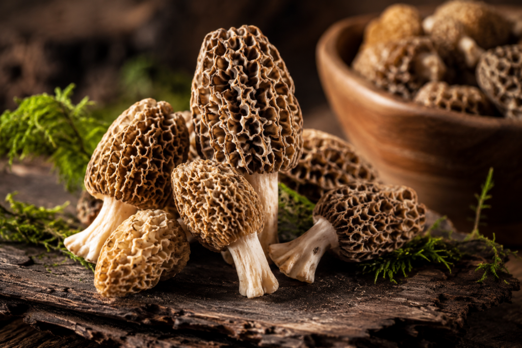 Guchchi Mushroom