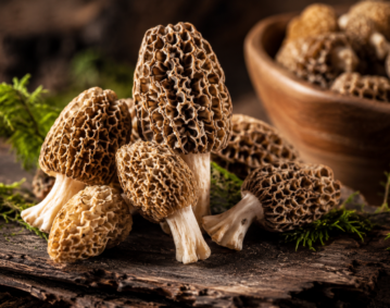 Guchchi Mushroom